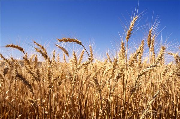 مبادرة القرض الحسن لتنمية مصر 